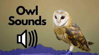 Owl Sound Effects hooting  No Copyright [upl. by Yerbua]