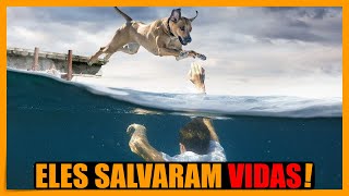 ANIMAIS QUE SALVARAM VIDAS HUMANAS [upl. by Lem]