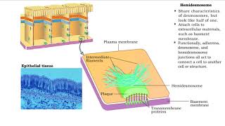 Type of Cell Junctions  Desmosome Hemidesmosomes and Gap Junctions [upl. by Anjanette171]