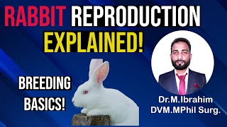 How to Breed Rabbits  Rabbit Reproduction  Rabbit Gestation Period [upl. by Enneiluj]