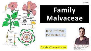 Family Malvaceae  Hibiscus rosasinensis  Gurhal [upl. by Haret]