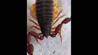 Meet the Tiny Predator Pseudoscorpions Uncovered [upl. by Lebasile]