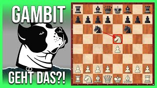 Das STAFFORDGAMBIT  Ist das Schach oder kann das weg [upl. by Phaih]