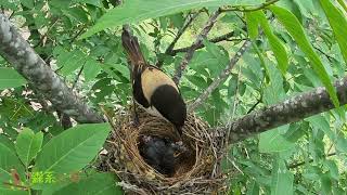 Day4 The cuckoo occupied the shrikes nest its begging for food grew louder杜鹃鸟占领伯劳鸟窝第4天，眼睛睁开了 [upl. by Notsirb]