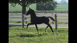 2022 Kwpn Colt By Gaudi Ssf Totilas X Dondersteen  Supreme [upl. by Eliezer]