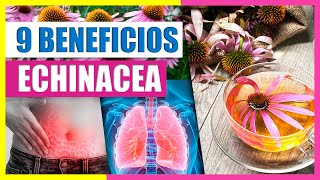 Beneficios De La Echinacea Para La Salud  Curar Un Resfriado Problema RespiratorioTé De Equinacea [upl. by Gray]