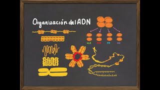 Niveles de Organización del ADN y Cromosoma Histonas nucleosoma y condensación de la cromatina [upl. by Herzen]