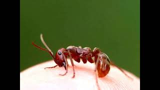 Red Amazon Ant Biting My Finger [upl. by Luhem]