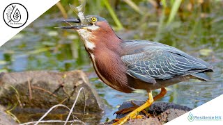 VOZ y LLAMADOS Garcita Verde Butorides virescens quotAlas Resilientesquot Resiliente MX Green heron [upl. by Benenson212]