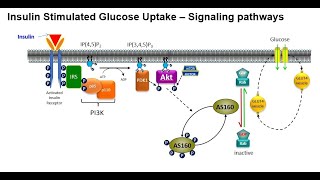 Insulin Activated Glucose Uptake Tyrosine Kinase PI3KAKT Pathway GLUT4 Translocation [upl. by Alyakem63]