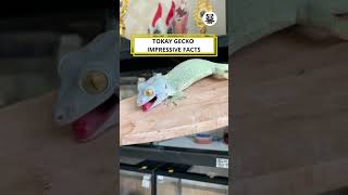 Tokay Gecko Impressive Facts shorts animals video pet [upl. by Eelnyl]