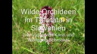 quotWilde Orchideen im Trenta Tal  SlowenienquotLive Video von Karin und Wolfgang Schmökel [upl. by Nnylyma]