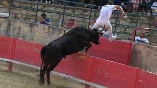 VALLABREGUES15062024Course CamarguaiseAvenir [upl. by Singh842]