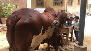 Surti Cattle Farm Vlog Rock Star And Badal 2021  Super Highway Karachi  Expedition Pakistan [upl. by Haldis]