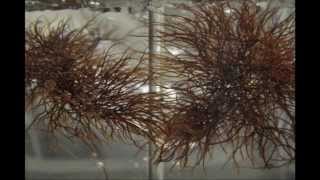 IV Seaweed Culture in New England Gracilaria Part 4 of 6 [upl. by Aizirk]