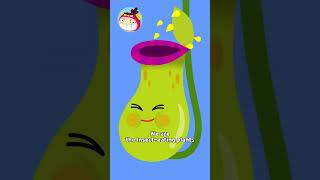 Insect Eating Plant Song  Nursery Rhymes  REDMON [upl. by Josefina]