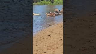 Elvis and friends goldador puppy beach doglife kauai [upl. by Washburn293]