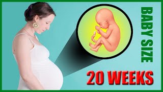 20 Weeks Pregnant Baby Size – Baby Moving and Movement in the Womb [upl. by Ardnahs]