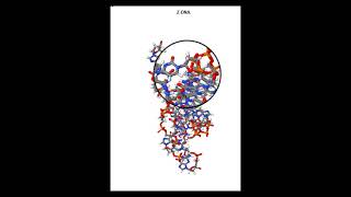 Understand the structure of ZDNA zigzag DNA in 2 minutes [upl. by Arihat]