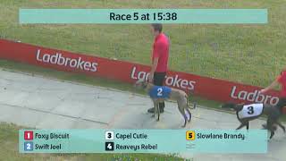 Crayford Greyhounds Races on 4th July 2024 [upl. by Leiuqese]