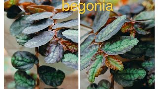 water melon begoniaPellionia plant care🪴☘️ [upl. by Schuyler494]