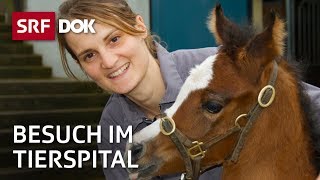 Patienten auf vier Beinen – Besuch im Tierspital Zürich  Reportage  SRF [upl. by Eluk303]