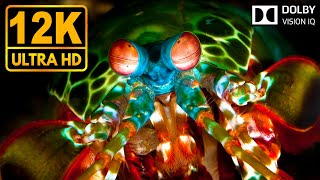 Underwater World 12K HDR 60fps  Dolby Vision [upl. by Nadabas]