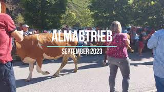 Almabtrieb September 2023 [upl. by Junius184]