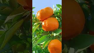 Mosambi video fruit vegetables fruits fruitcutting vairalvideo [upl. by Akcemat643]