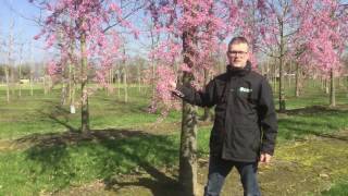 Early flowering Prunus  Tree vlog 5 [upl. by Nojid]