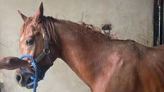 Mujeeb farrier infoasmr farrier horselover horsefeathers satisfying farrierlife [upl. by Nathanil554]