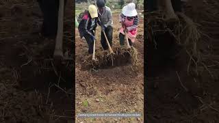 Farmers joined forces to harvest Houttuynia cordata [upl. by Herrera]