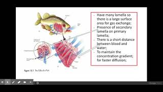 311Exchange surfaces PART 1 f The mechanisms of ventilation and gas exchange in fish and insects [upl. by Ellersick]