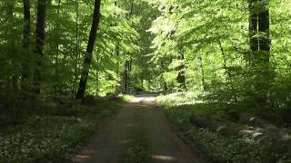 Stock Footage  Frühling im Wald [upl. by Attirehs]