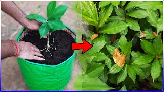 Grow INSULIN PLANTS At Home To Cure Diabetes [upl. by Roch]