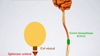 Physiologie de la miction [upl. by Raffaello]