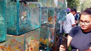 Recent Aquarium Fish Price Update  Galiff Street New Video  galiff street fish market  27102024 [upl. by Seagraves]