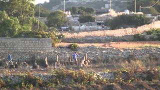 HD 10 inch Beraq shell  Madonna Tal Karmnu Zurrieq 2015 [upl. by Erinna403]