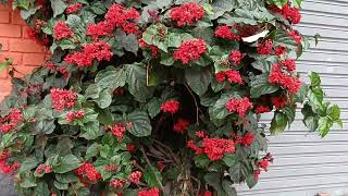 Clerodendrovermelho também conhecido como erodendro e clerodendrotrepado Клеродендрум блестящий [upl. by Nacnud]