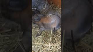 Baby Holland lops rabbitry hollandlops cute fypシ゚viral rabbit [upl. by Enovad]