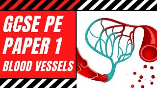 AQA GCSE PE Blood Vessels  The Structure amp Functions of Arteries Veins amp Capillaries  Paper 1 [upl. by Salvatore478]