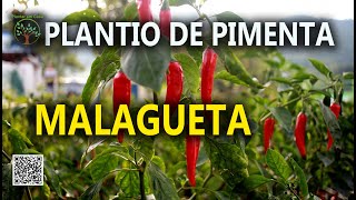 Pimenta Malagueta em Solo Fértil com Sergio Semerdjian [upl. by Aipmylo]