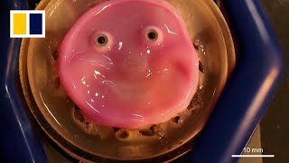 Japan scientists make smiling robot with living skin’ [upl. by Harad]