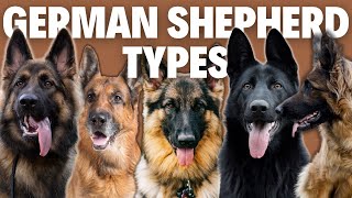 8 German Shepherd Breed Types  Simply Explained [upl. by Carmelita]