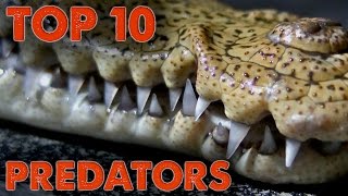 Top 10 Predators of North America [upl. by Leventis222]