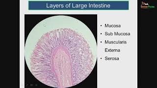 Microscopic Anatomy of large intestine amp appendix [upl. by Nassi797]