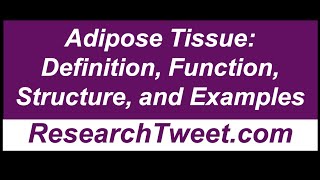 Adipose Tissue Definition Function Structure and Examples [upl. by Noillimaxam363]