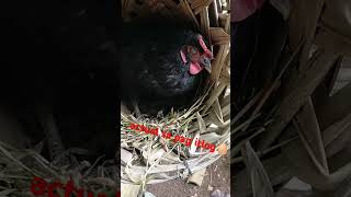 Rhode island black Australorp 🐓 actual sa pag itlogfreerangechickenfarming [upl. by Leksehcey]