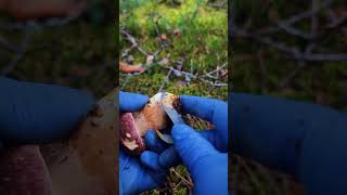 Immersive mushroom picking and mushroom peeling enjoying the gifts of nature（3） mushrooming [upl. by Assilac]