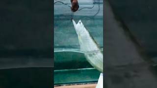 Arawana feeding arapaima monster shorts arawana alligator gar [upl. by Rosse263]